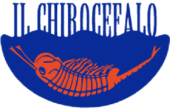 Il Chirocefalo