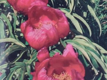 libro Il Giardino della Sibilla dettaglio
