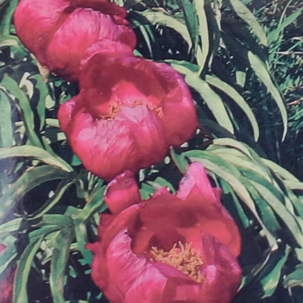 libro Il Giardino della Sibilla dettaglio